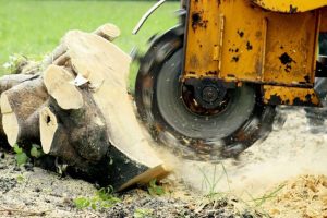 tree service Joplin Missouri